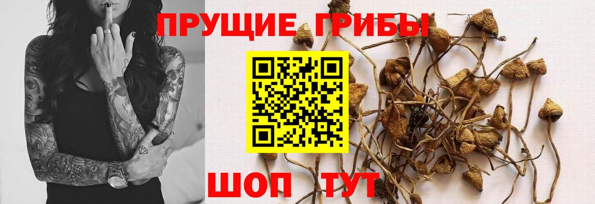 Горно-Алтайск  Псилоцибиновые грибы MAGIC MUSHROOMS  Вход с VPN 